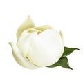 Tender white Magnolia grandiflora flower isolated Royalty Free Stock Photo