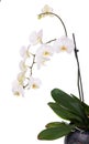A tender white orchid. All isolated on white background Royalty Free Stock Photo