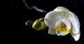 Tender white orchid in the dark