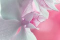 A tender white orchid with pink background. Close up. Selective focus