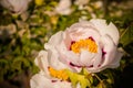 Tender white peony and green leaves. Japanese tree peony bloom.bunch of white peony flower.Tree Peonies in the Botanical Royalty Free Stock Photo