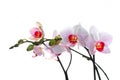 Tender white phalaenopsis. Royalty Free Stock Photo