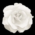 Tender white rose flower macro isolated