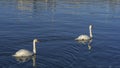 Tender White Swans are Swimming Together on the calm winter river. Two white swans water scene. Royalty Free Stock Photo