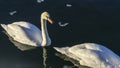 Tender White Swans are Swimming Together on the calm winter river. Two white swans water scene. Royalty Free Stock Photo