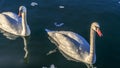 Tender White Swans are Swimming Together on the calm winter river. Two white swans water scene. Royalty Free Stock Photo