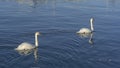 Tender White Swans are Swimming Together on the calm winter river. Two white swans water scene. Royalty Free Stock Photo