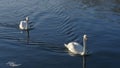 Tender White Swans are Swimming Together on the calm winter river. Two white swans water scene. Royalty Free Stock Photo