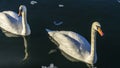 Tender White Swans are Swimming Together on the calm winter river. Two white swans water scene. Royalty Free Stock Photo