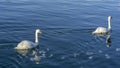 Tender White Swans are Swimming Together on the calm winter river. Two white swans water scene. Royalty Free Stock Photo