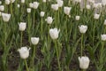 Tender white tulip flowers are blossom in the spring garden on the background with green leaves. White as a symbol of purity and Royalty Free Stock Photo