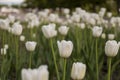 Tender white tulip flowers are blossom in the spring garden on the background with green leaves. White as a symbol of purity and Royalty Free Stock Photo