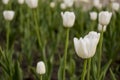 Tender white tulip flowers are blossom in the spring garden on the background with green leaves. White as a symbol of purity and Royalty Free Stock Photo