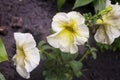 Tender white and yellow petunia flowers are blossom in the garden on the dark background Royalty Free Stock Photo