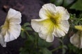 Tender white and yellow petunia flowers are blossom in the garden on the dark background Royalty Free Stock Photo