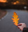 Tender woman in a black vintage dress touching her hair against the background of fiery autumn nature. Artistic Photography. Woman