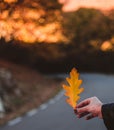 Tender woman in a black vintage dress touching her hair against the background of fiery autumn nature. Artistic Photography. Woman