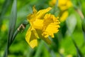 Tender yellow blooming narcissus flowers in spring garden, floral background Royalty Free Stock Photo