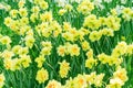Tender yellow blooming narcissus flowers in spring garden, floral background Royalty Free Stock Photo