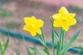 Tender yellow blooming narcissus flowers in spring garden, floral background Royalty Free Stock Photo