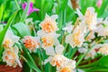 Tender yellow blooming narcissus flowers in spring garden, floral background Royalty Free Stock Photo