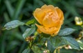 Tender yellow rose isolated on green background