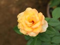 Tender yellow English rose in garden portrait flower photography