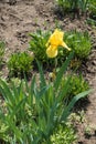 Tender yellow flower of bearded iris in spring Royalty Free Stock Photo