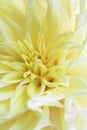 Tender Yellow `Kelvin Floodlight` Dahlia with long triangle petals. Close up photo for wallpaper or postcart. Beautiful