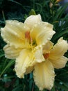 Tender yellow lilies after rain Royalty Free Stock Photo