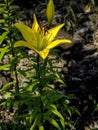 Tender yellow tiger lilies in the garden