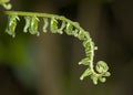 Tender Young Fern