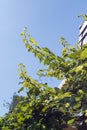 Young grape branches reaching high towards the sun. Royalty Free Stock Photo