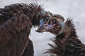 Tenderness in black vultures, big birds scavengers in the spring gently make peace with each other. pair of lovers - birds Royalty Free Stock Photo