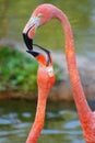 Tenderness of a flamingo Royalty Free Stock Photo
