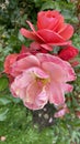 Tenderness of pink irish roses