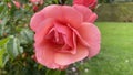 Tenderness of pink irish roses