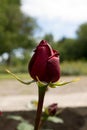 A tenderness red rose bud