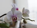 Tenderness white orchid with purple core