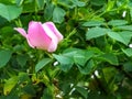 The tenderness of the young spring. Blossoming rosebush. Royalty Free Stock Photo