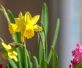 The tenderness of the young spring. Daffodils and hyacinths.