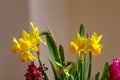 The tenderness of the young spring. Daffodils and hyacinths.