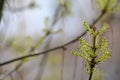 The tenderness of the young spring. Flowering trees. April mood.