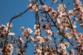 The tenderness of the young spring. Flowering trees. April mood.