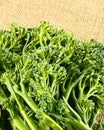 Tenderstem broccoli Royalty Free Stock Photo