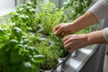 tending indoor herb garden, happy with the greenery