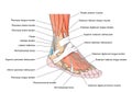 Tendons of the foot Royalty Free Stock Photo