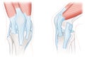 Tendons of the knee, Anatomy. Illustration