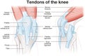 Tendons of the knee, Anatomy. Labeled Illustration Royalty Free Stock Photo