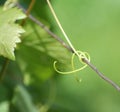 Tendril